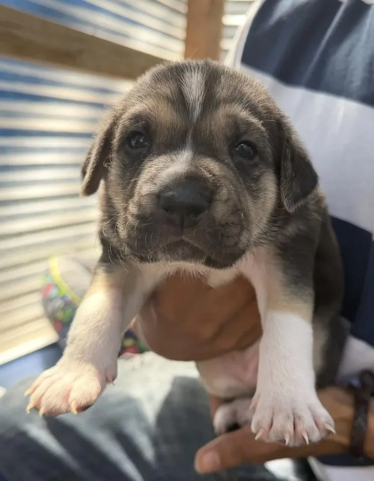 Shepherd Mix Puppies thumbnail 2