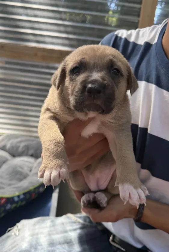 Shepherd Mix Puppies thumbnail 3