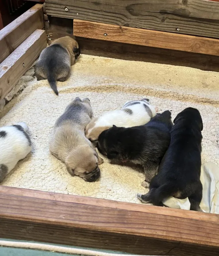 Shepherd Mix Puppies thumbnail 4