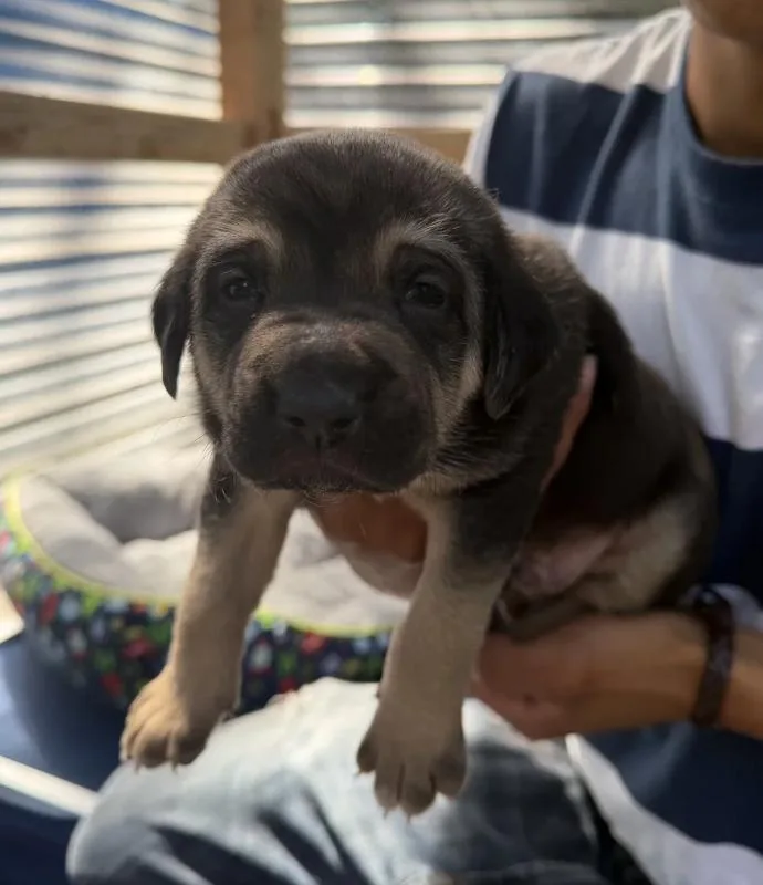 Shepherd Mix Puppies thumbnail 5