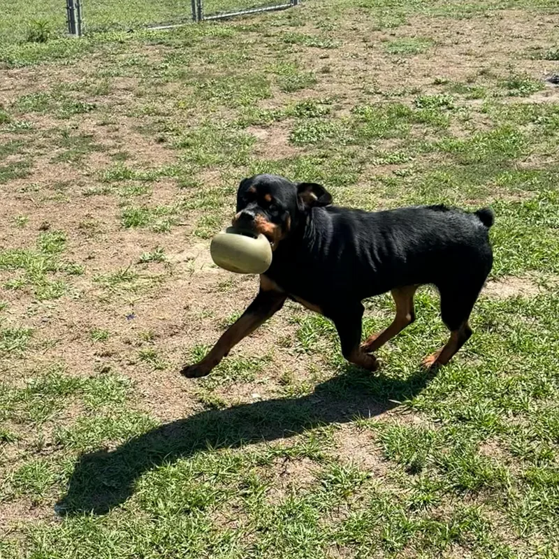 A young large-sized female Black Rottweiler dog named April for adoption in Valdosta, GA