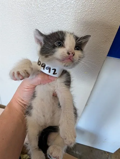 A baby small-sized male Domestic Short Hair cat named Mr. Moo for adoption in Ontario, CA