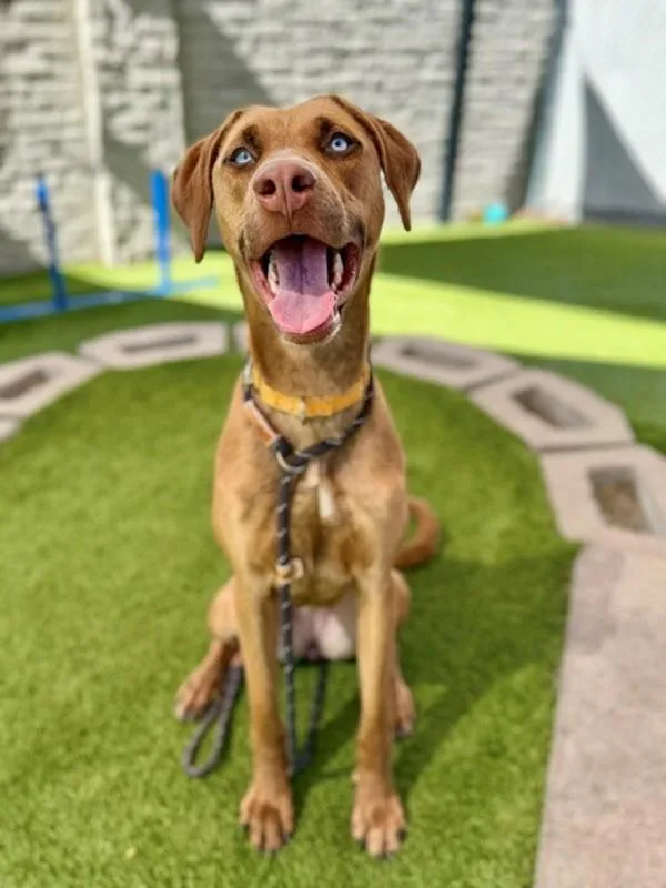 A young large-sized female Vizsla dog named Delta for adoption in Salt Lake City, UT