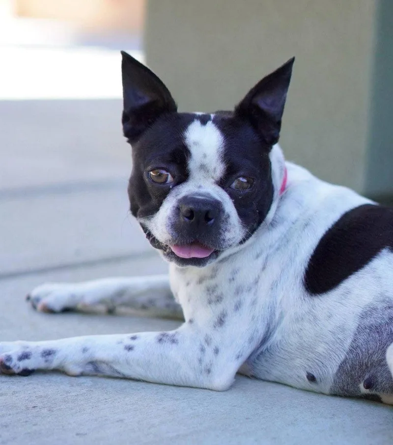 A young medium-sized female Boston Terrier dog named Daisy for adoption in Davis, CA