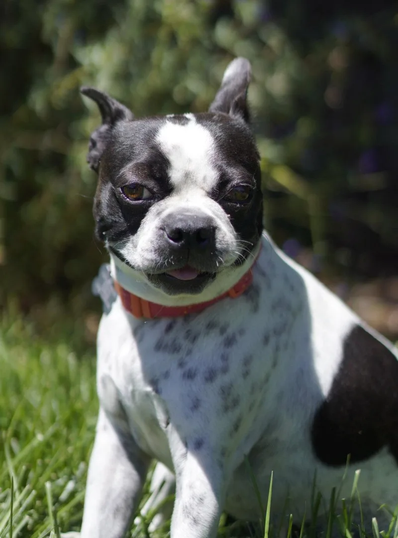 Daisy thumbnail 2