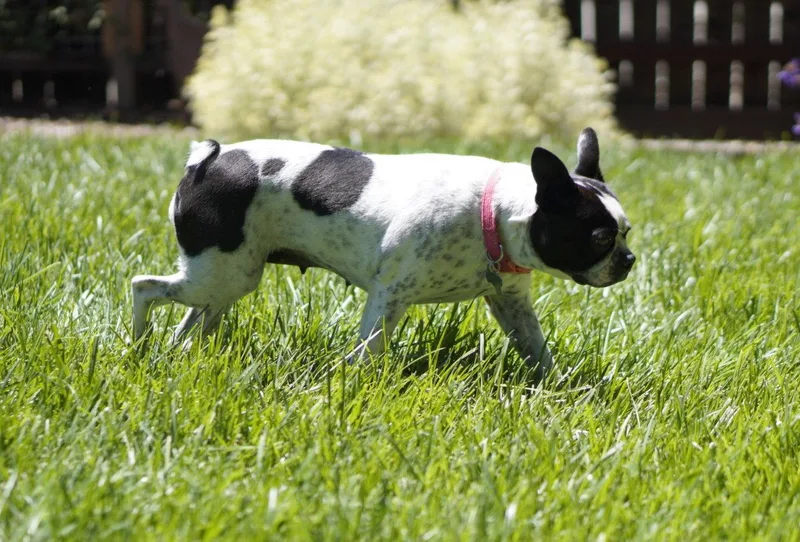 Daisy thumbnail 3