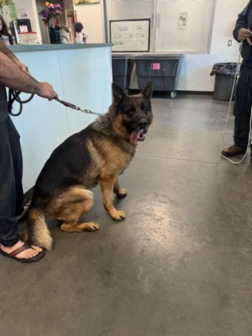 An adult extra large-sized male German Shepherd Dog dog named Jenga for adoption in Chatsworth, CA