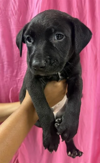 A young small-sized male Pit Bull Terrier dog named Reggie for adoption in Riverside, CA