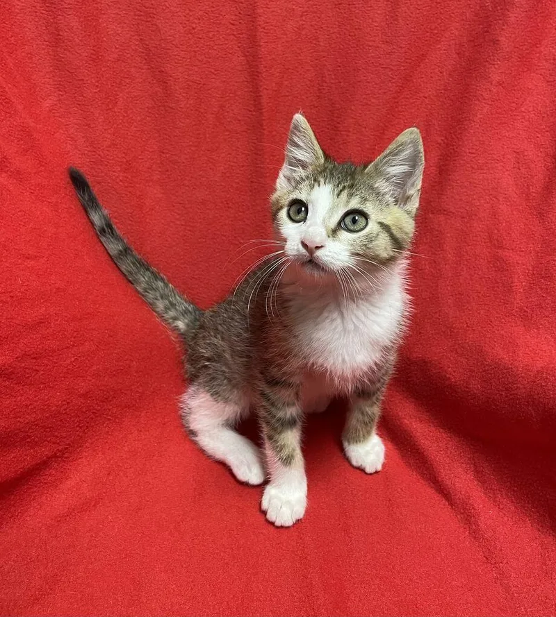 A young medium-sized male Domestic Short Hair cat named Pipsqueak for adoption in Jackson, MI