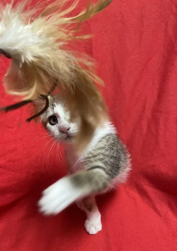 Pipsqueak thumbnail 5