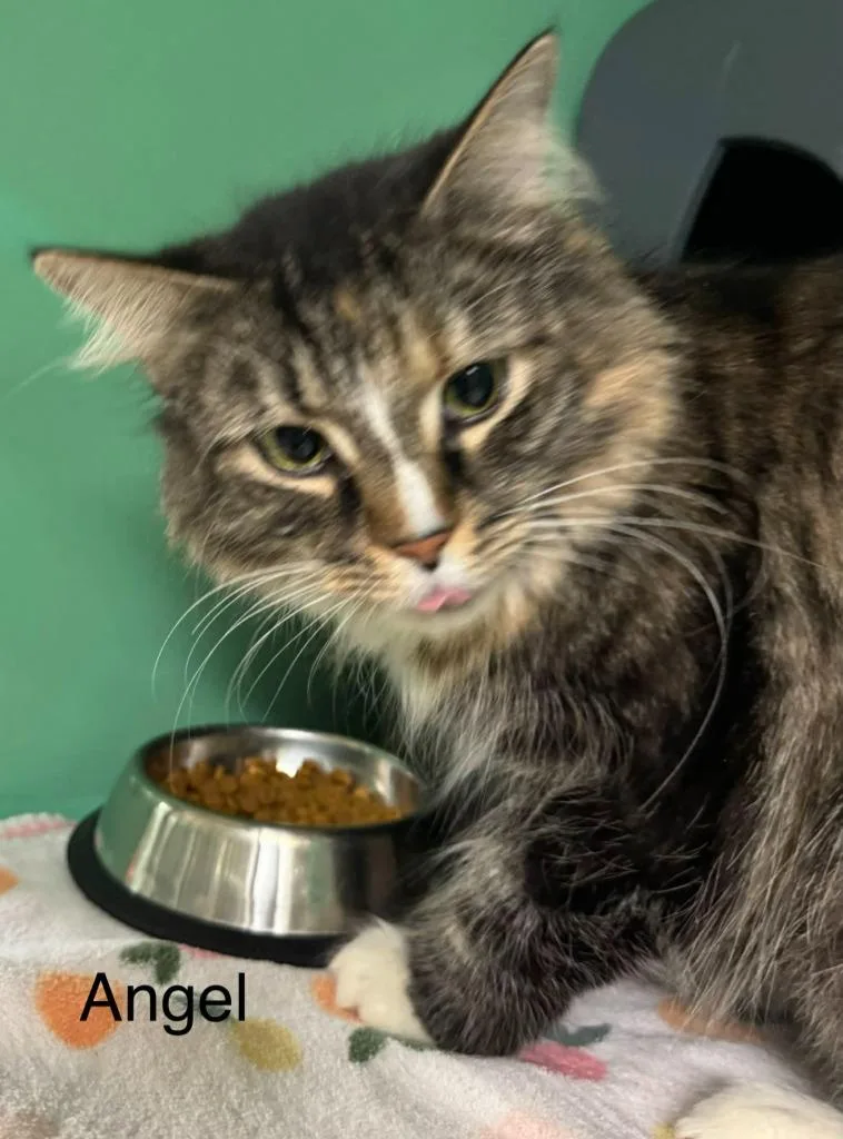 A young large-sized female Domestic Long Hair cat named Angel for adoption in Utica, MI