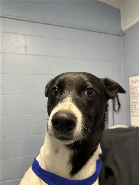 An adult medium-sized female Labrador Retriever dog named A for adoption in Woodland, CA