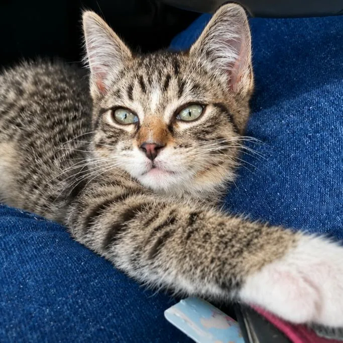 A baby small-sized female Gray / Blue / Silver American Shorthair cat named Ivy for adoption in Calimesa, CA