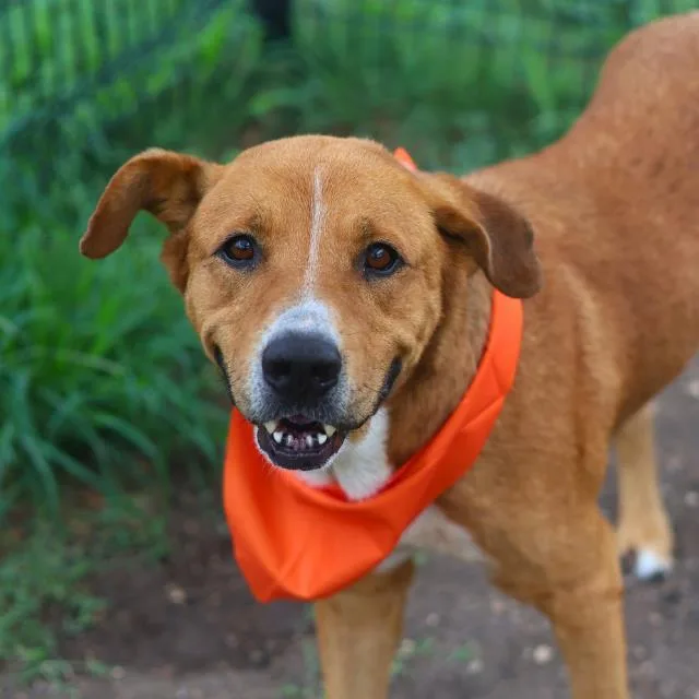 A young large-sized male Labrador Retriever dog named Donny for adoption in San Antonio, TX