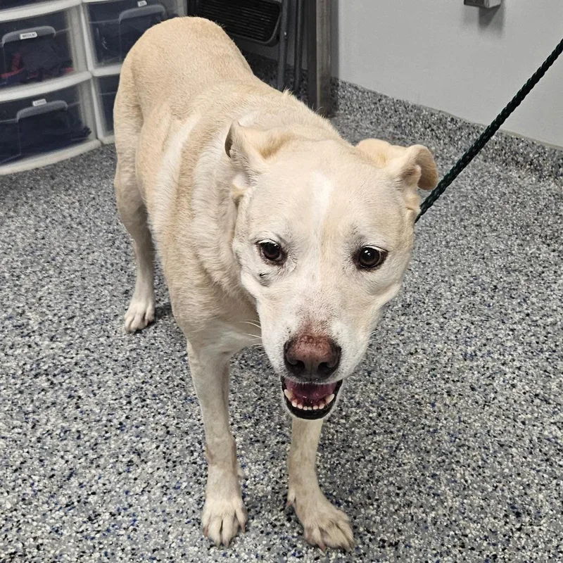 A senior large-sized female Mixed Breed dog named Molly for adoption in Greenville, SC