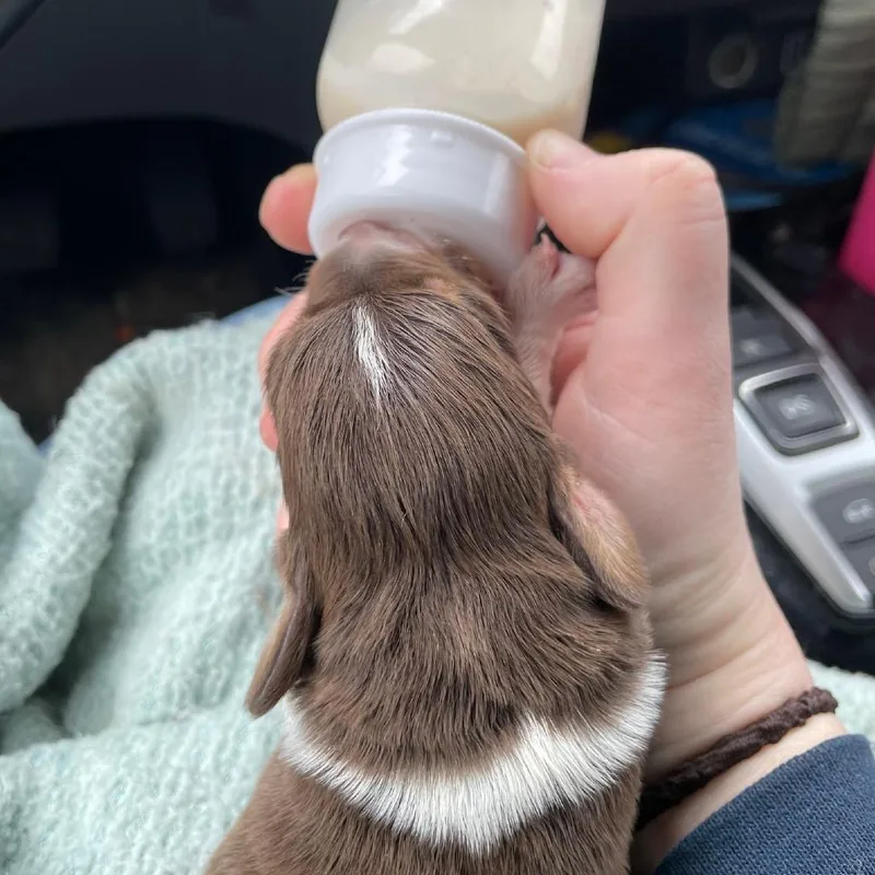 Dr Pupper thumbnail 2