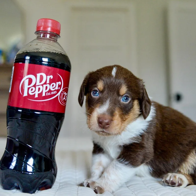 Dr Pupper thumbnail 3