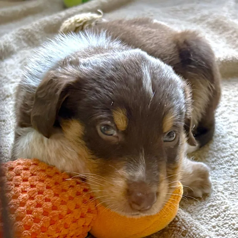 Dr Pupper thumbnail 4