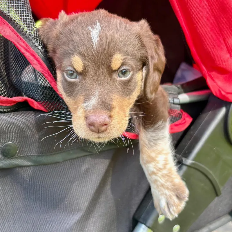 Dr Pupper thumbnail 5