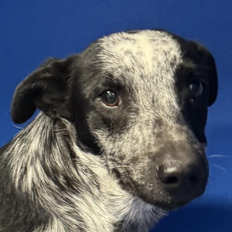 A young medium-sized male Black Mixed Breed dog named Zero for adoption in Las Cruces, NM