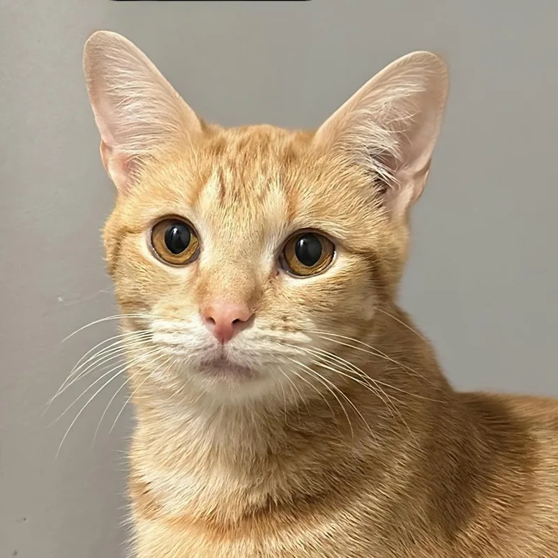 Butterscotch thumbnail 4