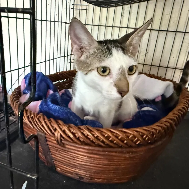 A young medium-sized male White Domestic Short Hair cat named Zeke for adoption in Boston, MA