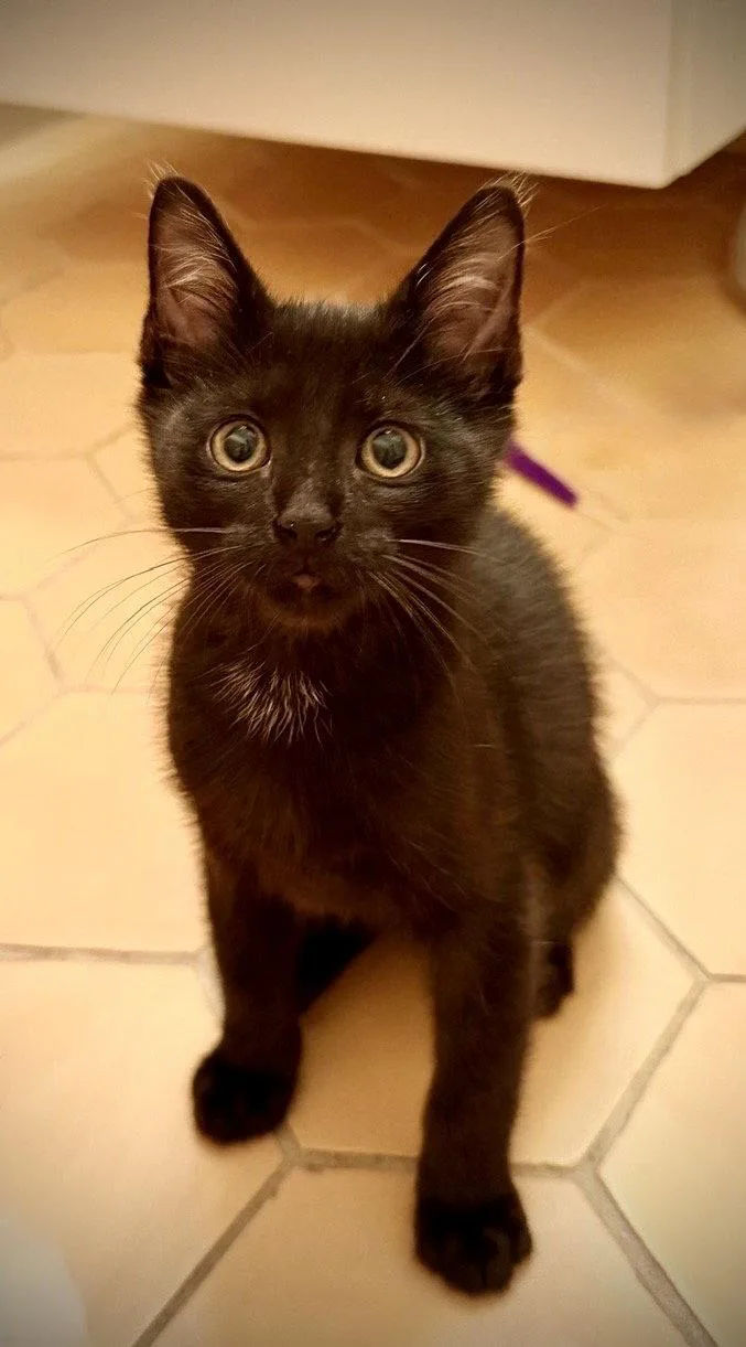 A baby medium-sized male Black Domestic Short Hair cat named Dill for adoption in Brooklyn, NY