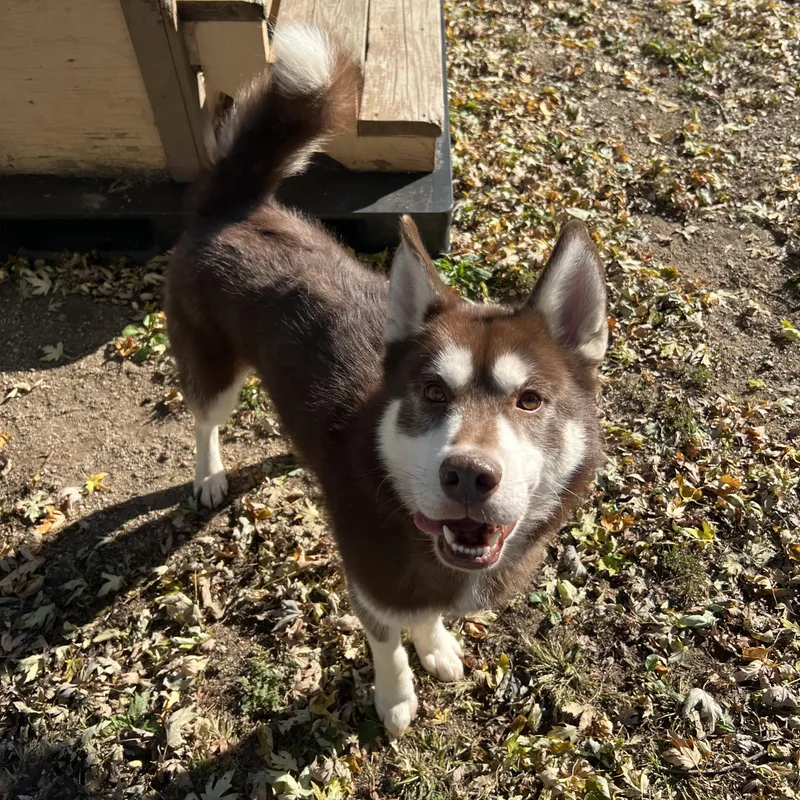 A young medium-sized male Brown / Chocolate Husky dog named Nemo for adoption in Fairmont, MN