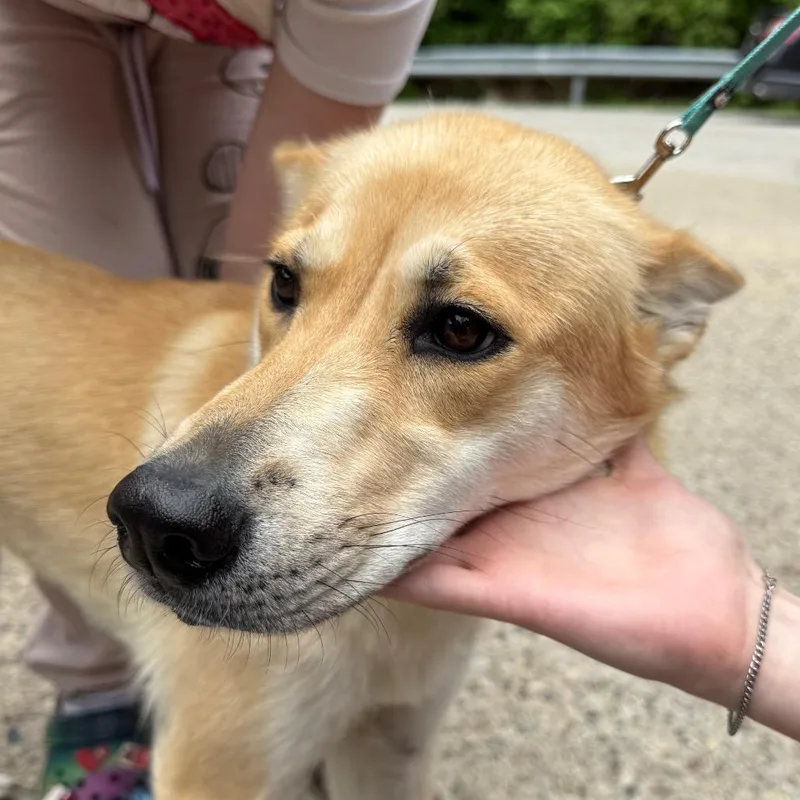 An adult small-sized female Yellow / Tan / Blond / Fawn Mixed Breed dog named Biscuit for adoption in Charleston, WV