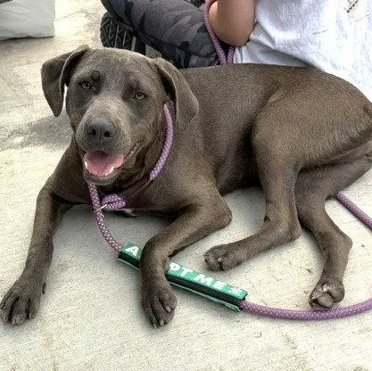 A young medium-sized female Shepherd dog named India for adoption in Carrollton, GA