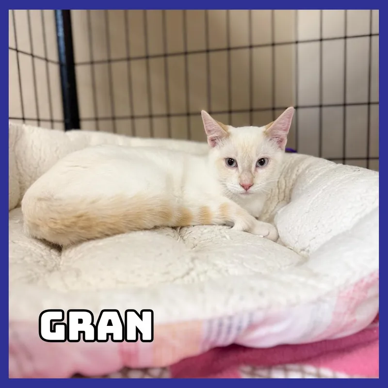 A baby medium-sized male Siamese cat named Gran for adoption in Glenwood, MN