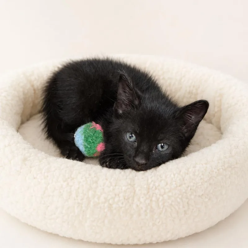A baby small-sized male Black Domestic Short Hair cat named Ralph for adoption in Redwood Falls, MN