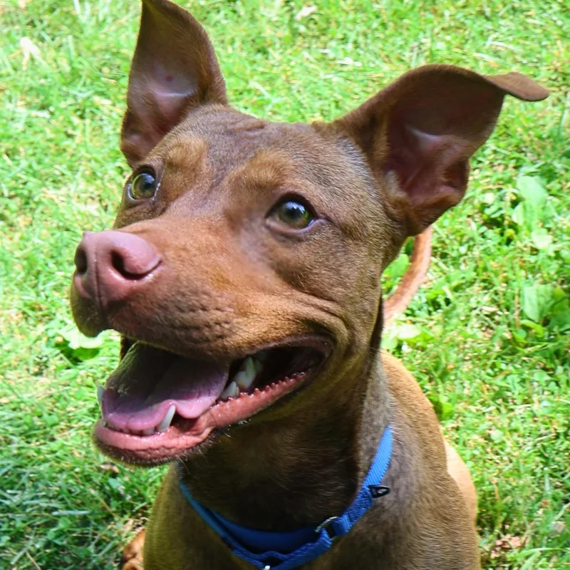 A young medium-sized female Brown / Chocolate Terrier dog named Blossom for adoption in South Elgin, IL