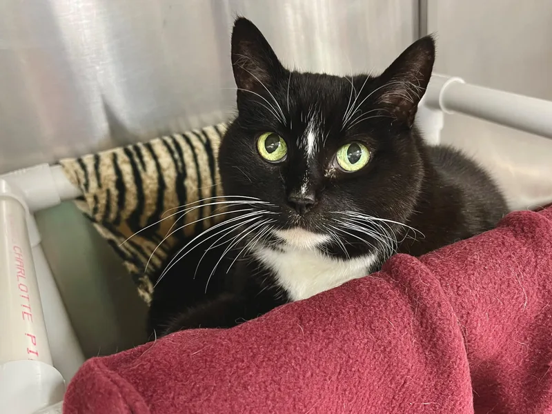 A senior large-sized female Black & White / Tuxedo Domestic Short Hair cat named Molly for adoption in Frederick, MD