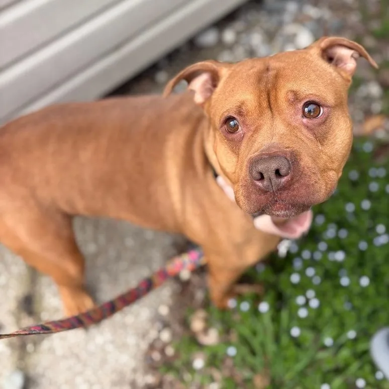 Bellarie thumbnail 2