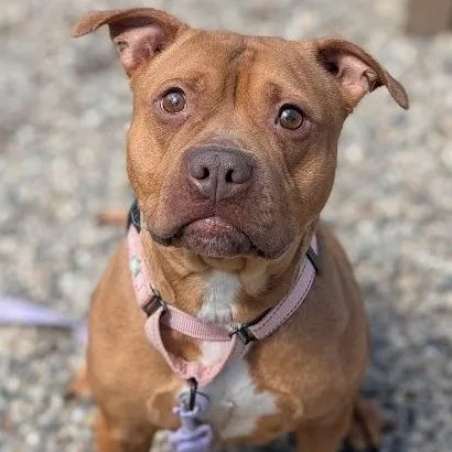 Bellarie thumbnail 3