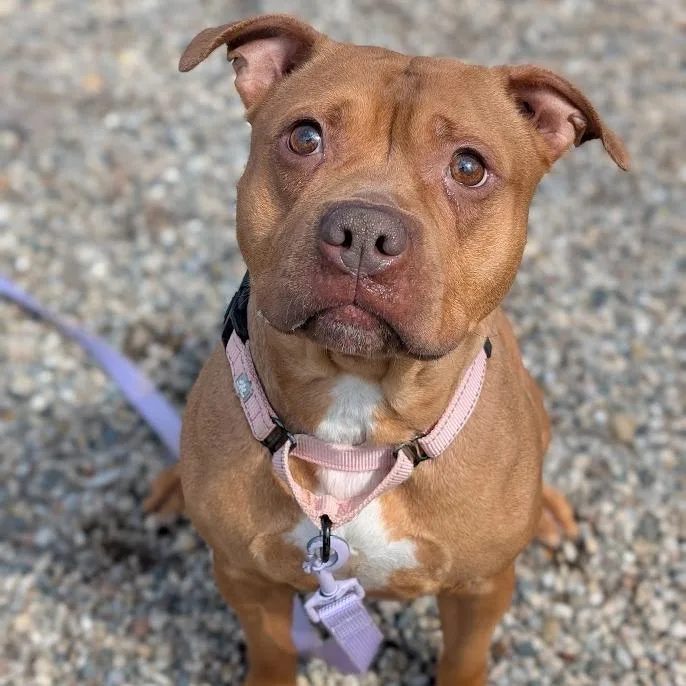 Bellarie thumbnail 4