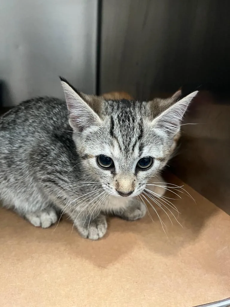 A baby large-sized female Domestic Short Hair cat named Zebra for adoption in Cartersville , GA
