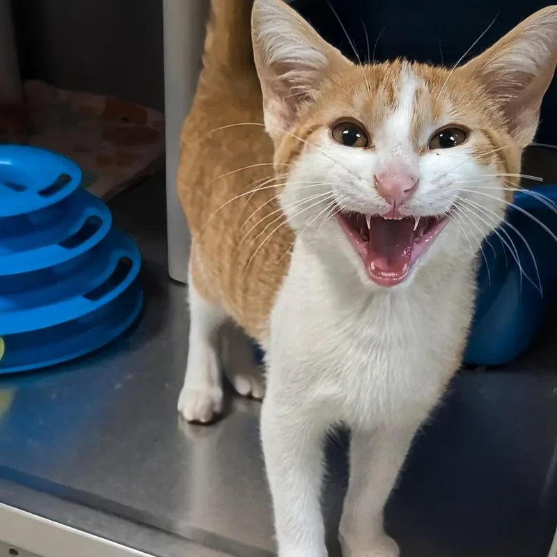 A baby medium-sized male Domestic Short Hair cat named Odysseus for adoption in West Jefferson, OH