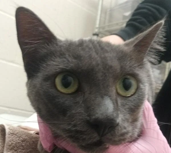 An adult medium-sized male Domestic Short Hair cat named Charger for adoption in El Cajon, CA