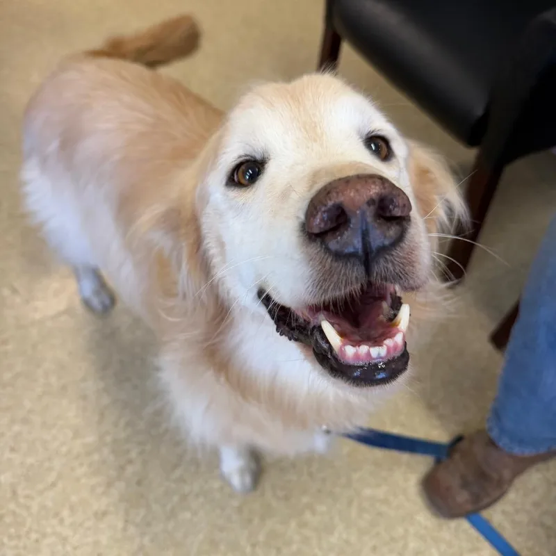 A senior large-sized male Yellow / Tan / Blond / Fawn Golden Retriever dog named Buddy for adoption in Buellton, CA