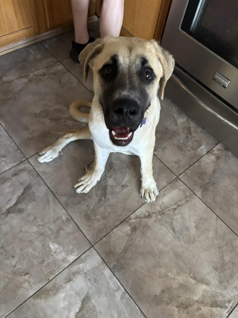 A baby extra large-sized male Mastiff dog named Bruce for adoption in Glendale, AZ