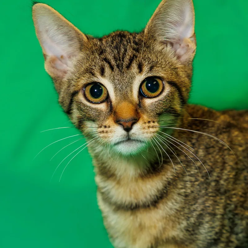 A baby medium-sized female Domestic Short Hair cat named Pippy for adoption in St. Cloud, FL