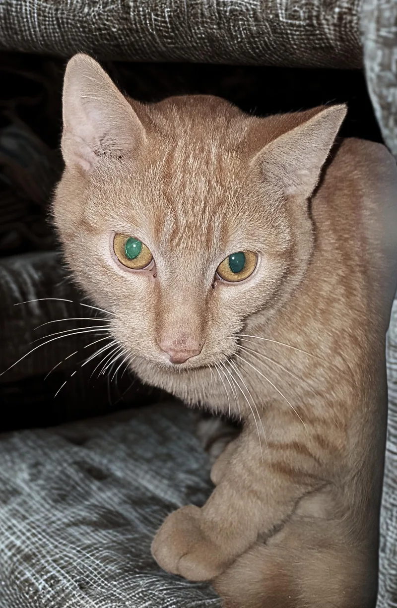 A baby medium-sized male Orange / Red American Shorthair cat named Ardana for adoption in Lyons, IL