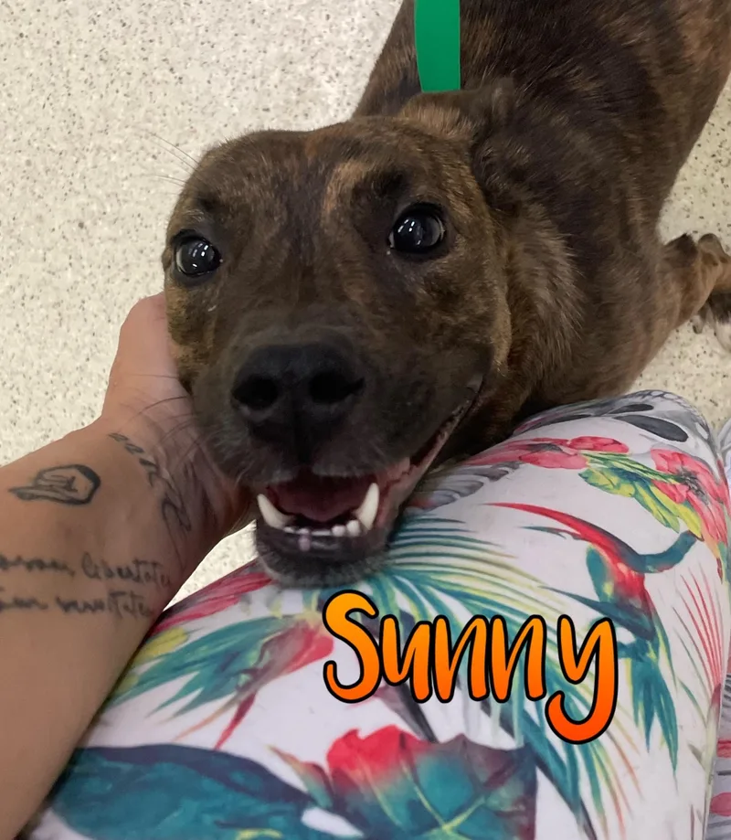 An adult medium-sized female Terrier dog named Sunny for adoption in Muncie, IN