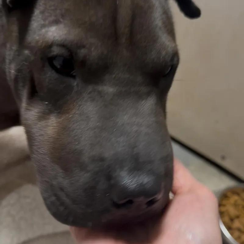 Ellie thumbnail 3