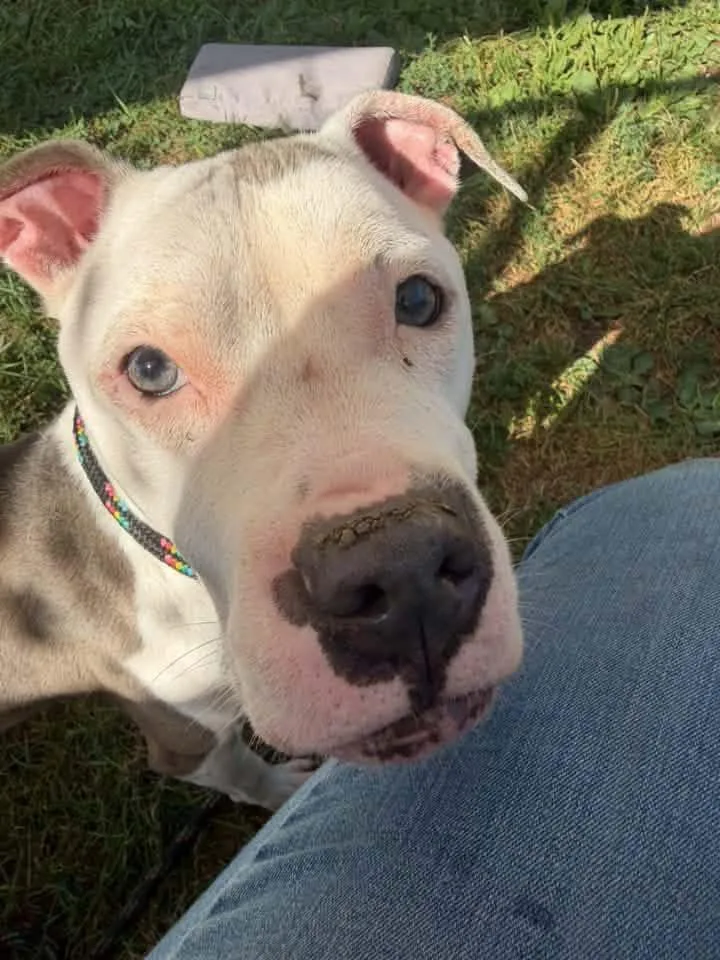 An adult medium-sized male White / Cream Pit Bull Terrier dog named Seven for adoption in Chicago, IL