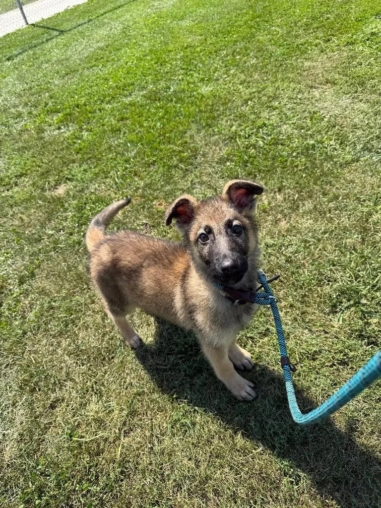 A baby medium-sized male Shepherd dog named King for adoption in Pierceton, IN