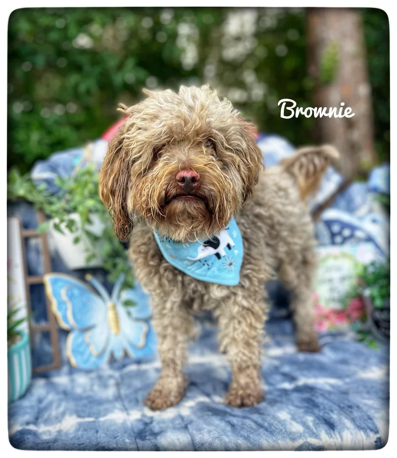 An adult small-sized male Miniature Poodle dog named Brownie for adoption in Sebring, FL