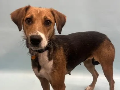 An adult large-sized female Cattle Dog dog named Amara for adoption in Golden Valley, MN
